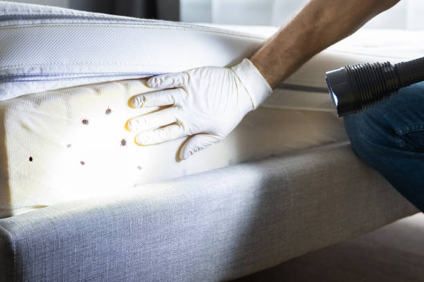 Reliable Solomons, MD Pest Control Solutions