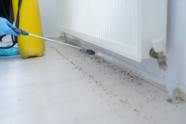 Best Wasp Removal Services  in Solomons, MD