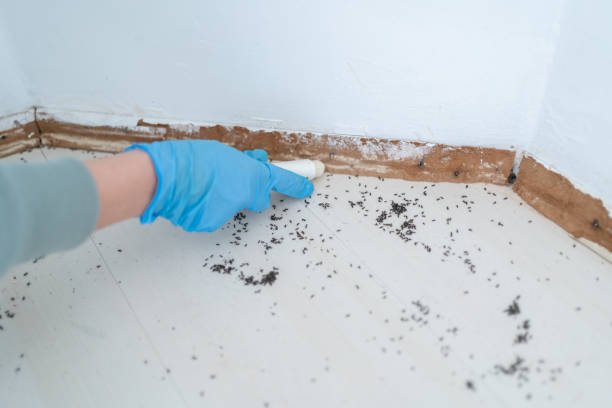Best Local Pest Control Services  in Solomons, MD
